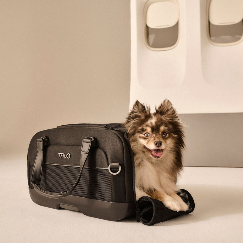 Dog sits in TAVO Pets Dupree II Carry-On Pet Car Seat - Onyx