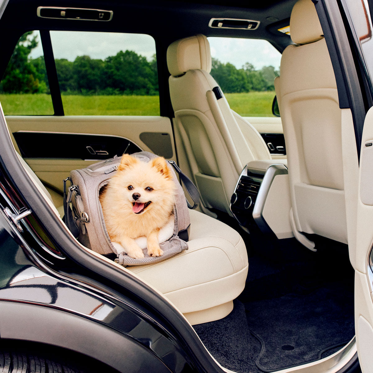 Small dog rides in TAVO Pets Dupree II Carry-On Pet Car Seat - Merle installed in vehicle