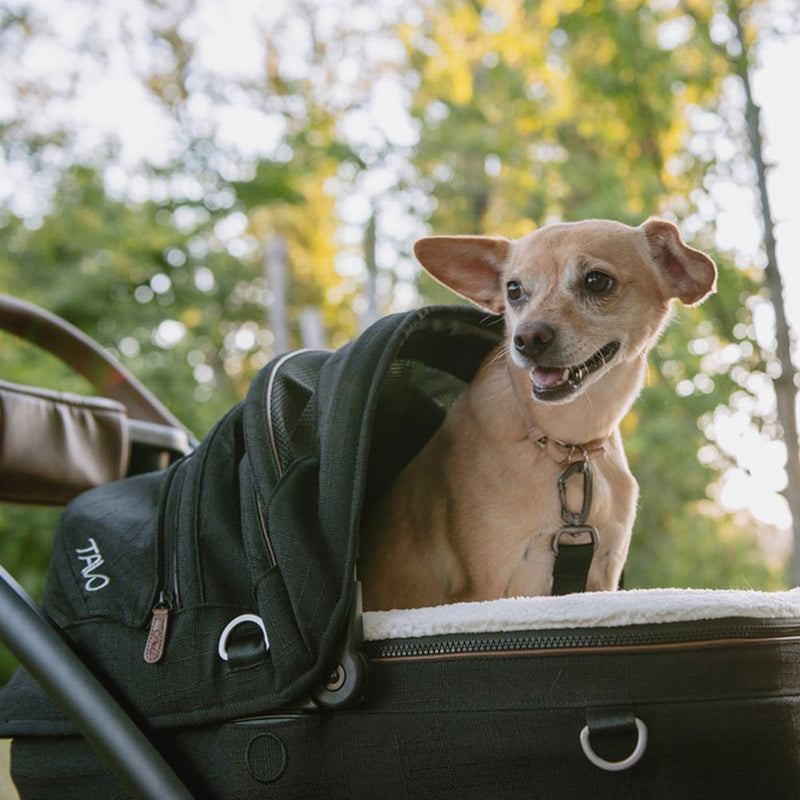 Small dog riding in Tavo Maeve + Roscoe 3-in-1 Pet Protection System - Small Flex - Onyx
