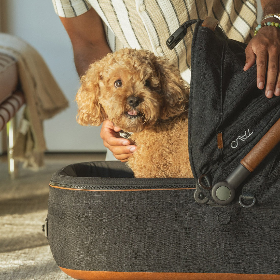 Dog sitting in Tavo Maeve + Roscoe 3-in-1 Pet Protection System - Medium Rigid - Onyx
