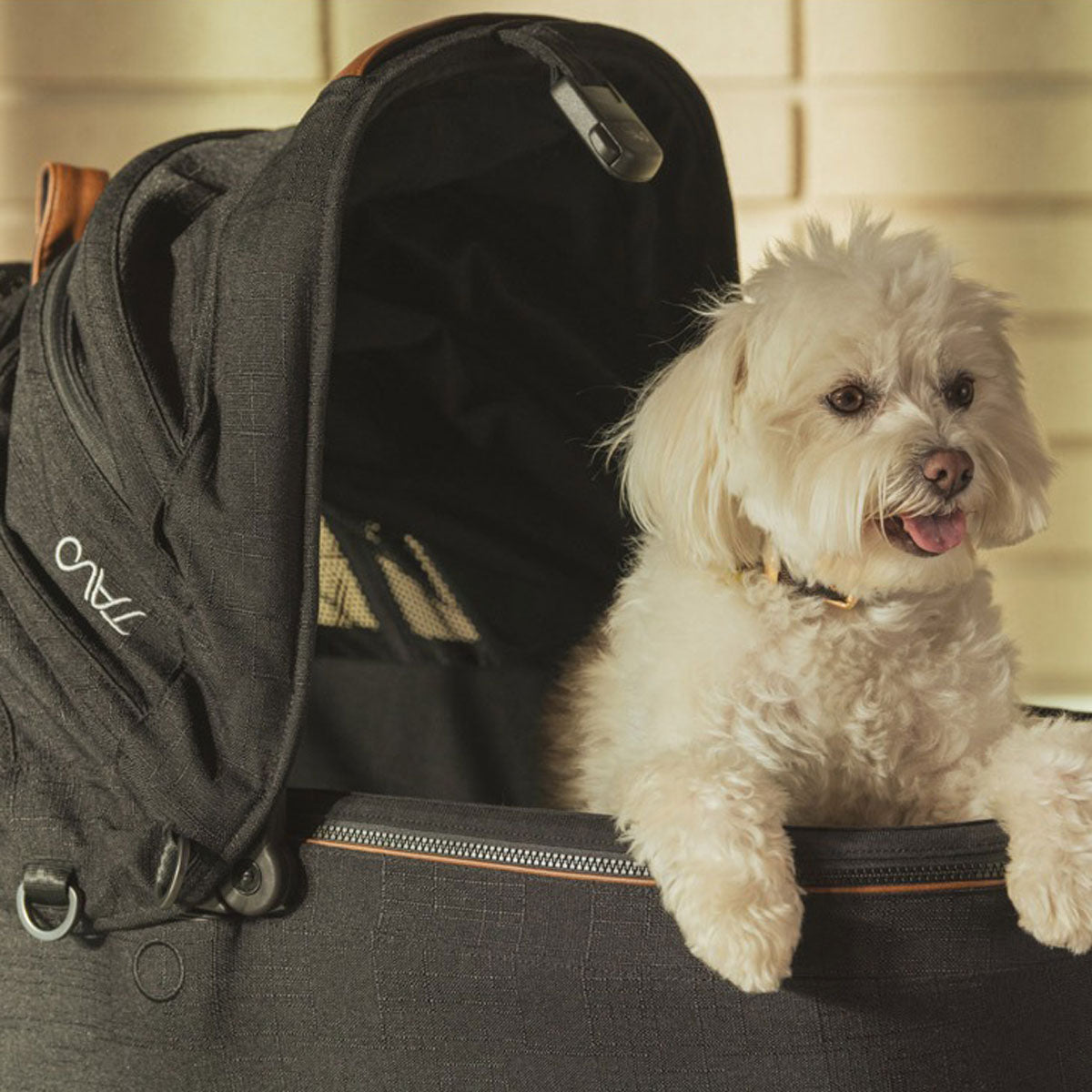 Dog sitting in Tavo Maeve + Roscoe 3-in-1 Pet Protection System - Medium Flex - Onyx